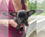 Small Photo #42 French Bullhuahua Puppy For Sale in SPRAGGS, PA, USA