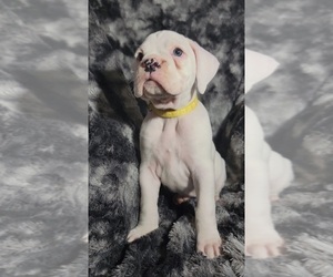 Boxer Puppy for sale in CLARKSVILLE, TN, USA