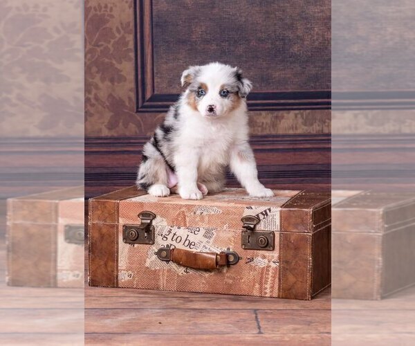 Medium Photo #3 Australian Shepherd Puppy For Sale in ROBERTS, IL, USA