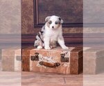 Small Photo #3 Australian Shepherd Puppy For Sale in ROBERTS, IL, USA
