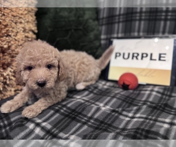 Medium Photo #14 Goldendoodle Puppy For Sale in HARTFORD, CT, USA