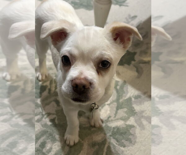 Medium Photo #1 Bulldog-Unknown Mix Puppy For Sale in Bellevue, WA, USA