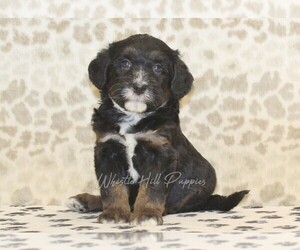 Miniature Bernedoodle Puppy for sale in DENVER, PA, USA