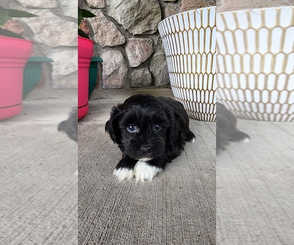 Medium Photo #3 Shih-Poo Puppy For Sale in GREENWOOD, WI, USA