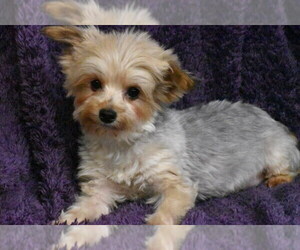Mother of the Yorkshire Terrier puppies born on 11/25/2024
