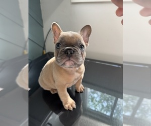 French Bulldog Puppy for sale in ADDISON, IL, USA
