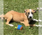 Small #3 Mutt