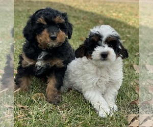 Poodle (Miniature) Puppy for sale in COLORADO SPRINGS, CO, USA