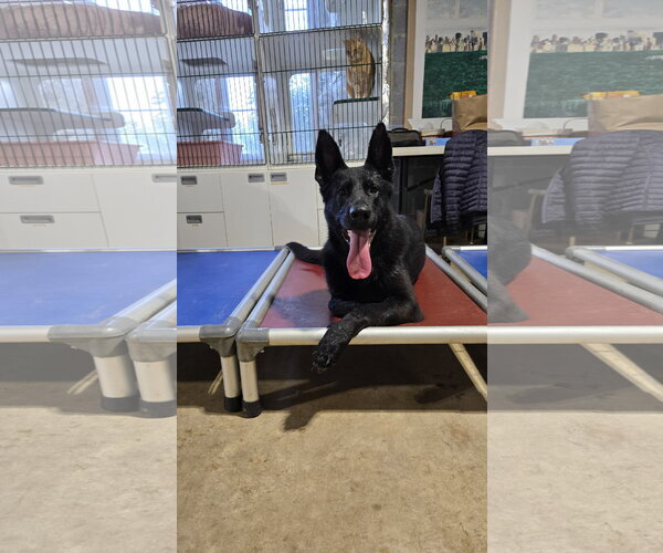 Medium Photo #4 German Shepherd Dog Puppy For Sale in Centreville, VA, USA