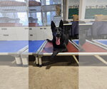 Small #3 German Shepherd Dog