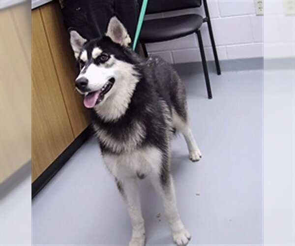 Medium Photo #1 Siberian Husky Puppy For Sale in St. Cloud, FL, USA
