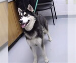 Small Siberian Husky