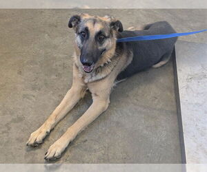 German Shepherd Dog-Unknown Mix Dogs for adoption in Corona, CA, USA