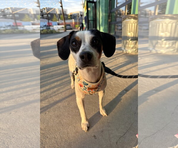 Medium Photo #5 Beagle-Unknown Mix Puppy For Sale in Arlington, VA, USA