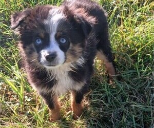 Miniature Australian Shepherd Puppy for sale in MILTON, WI, USA