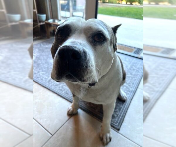 Medium Photo #2 American Pit Bull Terrier Puppy For Sale in  Ramona, CA, USA