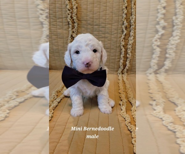 Medium Photo #1 Bernedoodle (Miniature) Puppy For Sale in ELKHART, IA, USA