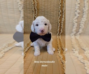 Bernedoodle (Miniature) Puppy for sale in ELKHART, IA, USA