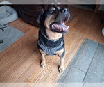 Small #6 Rottweiler