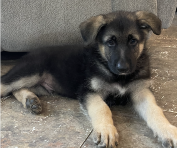 Medium Photo #1 German Shepherd Dog Puppy For Sale in COLUMBIA, SC, USA