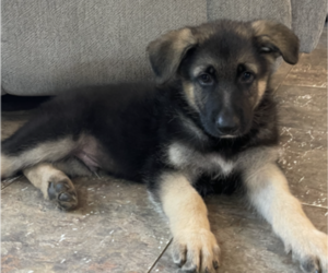 German Shepherd Dog Puppy for sale in COLUMBIA, SC, USA
