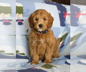 Goldendoodle Puppy for sale in MILWAUKEE, WI, USA