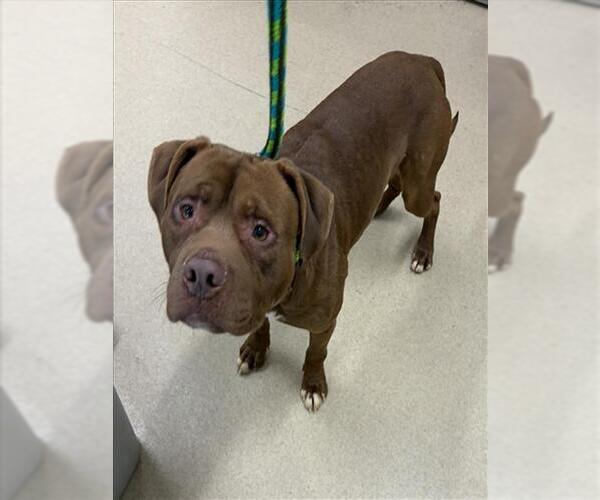 Medium Photo #1 American Pit Bull Terrier Puppy For Sale in Derwood, MD, USA