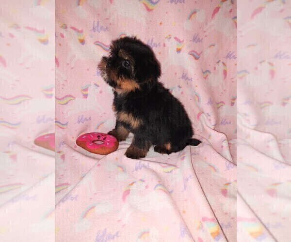Medium Photo #3 Shih Tzu Puppy For Sale in LAPEER, MI, USA