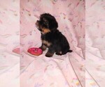 Small #2 Shih Tzu