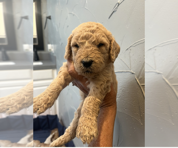 Medium Photo #6 Goldendoodle Puppy For Sale in ROCKWALL, TX, USA