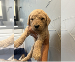 Small Photo #6 Goldendoodle Puppy For Sale in ROCKWALL, TX, USA