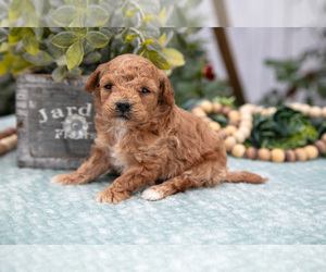 Medium Poodle (Miniature)