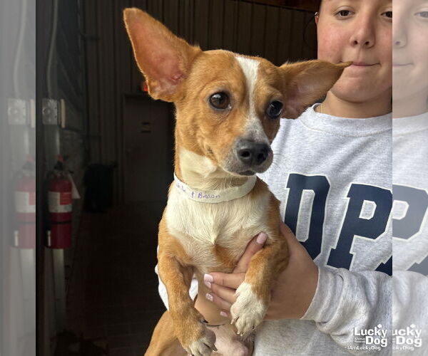 Medium Photo #2 Chihuahua-Unknown Mix Puppy For Sale in Washington, DC, USA