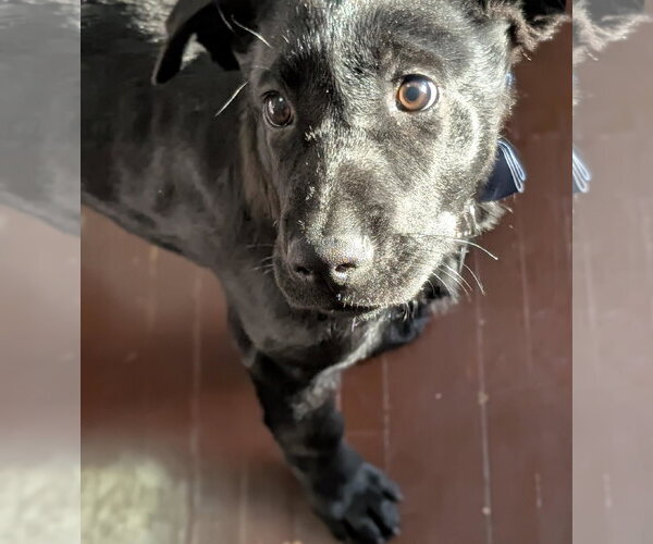 Medium Photo #2 Borador Puppy For Sale in Princeton, MN, USA