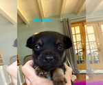 Small #2 Dachshund Mix