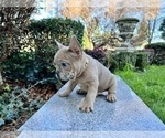 Small #131 French Bulldog