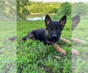 German Shepherd Dog Puppy for Sale in PRAIRIE GROVE, Arkansas USA