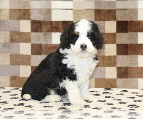 Medium Photo #4 Bernedoodle (Miniature) Puppy For Sale in DENVER, PA, USA