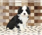 Small #3 Bernedoodle (Miniature)