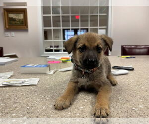 Mutt Dogs for adoption in Holly Springs, NC, USA