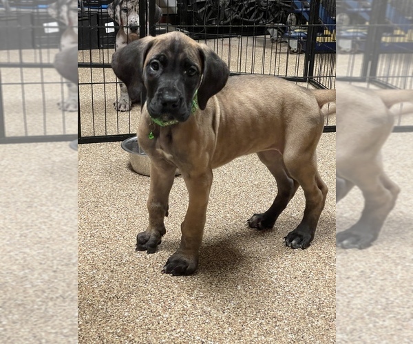 Medium Photo #1 Great Dane Puppy For Sale in PELZER, SC, USA