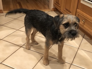 Border Terrier Puppy for sale in BELLEROSE TERRACE, NY, USA