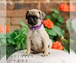 Small #2 Pug