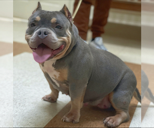 Mother of the American Bully puppies born on 01/11/2024