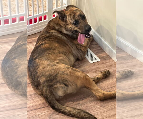 Medium Photo #2 American Pit Bull Terrier-German Shepherd Dog Mix Puppy For Sale in Germantown, OH, USA