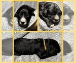 Puppy Bell Goldendoodle