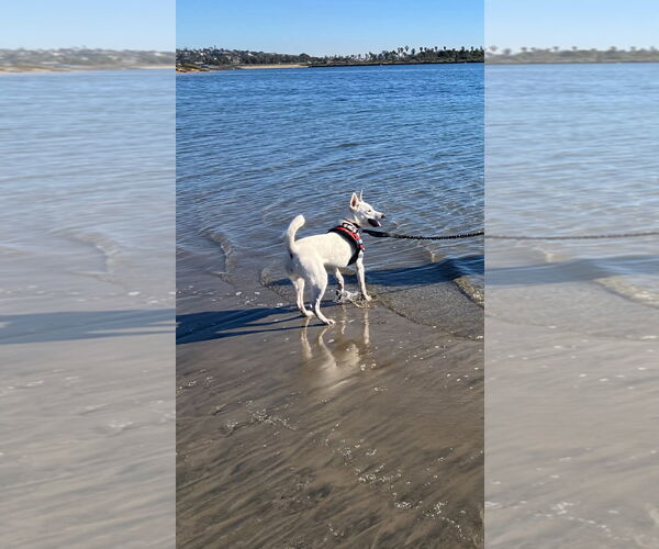 Medium Photo #6 Mutt Puppy For Sale in San Diego, CA, USA