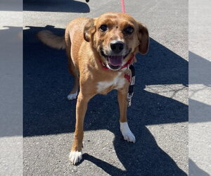 Feist Terrier-Unknown Mix Dogs for adoption in Boston, MA, USA