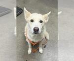 Small German Shepherd Dog Mix