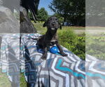 Small #1 Labrador Retriever Mix